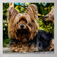 Adorable Yorkie
