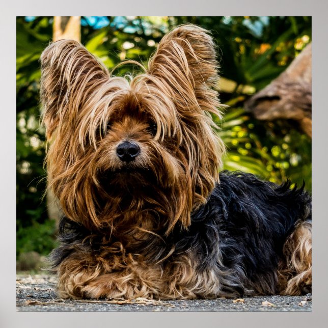 Adorable Yorkie Poster (Front)