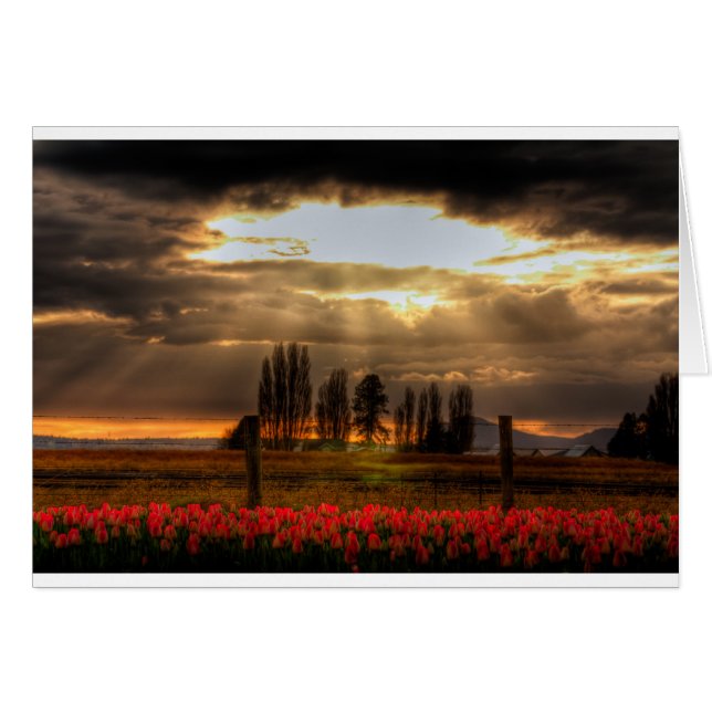 Adored Tulips Card (Front Horizontal)