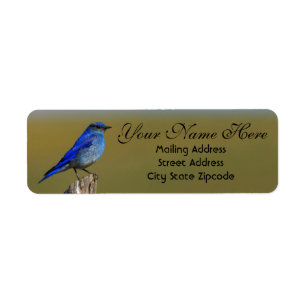 Adresse de Bluebird
