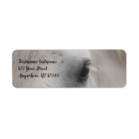 Adresse de l'oeil du Cheval Percheron blanc