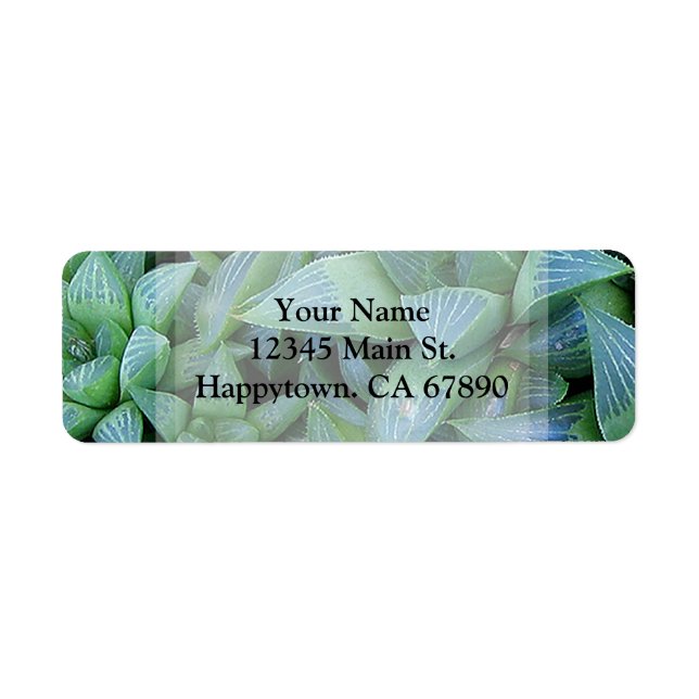 Adresse de Plante Succulent de Hworth Vert Personn (Devant)