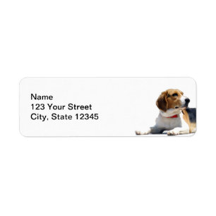 Adresse de retour noire de chien de beagle de brun