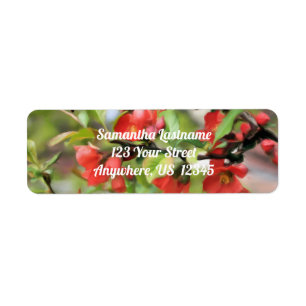 Adresse Flower Quince Red Blossings