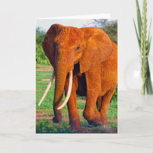 Adult African Elephant Photograph Card