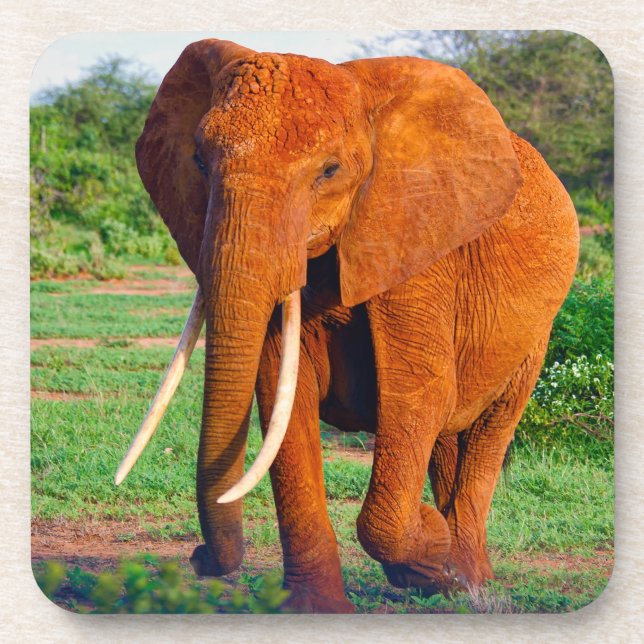 Adult African Elephant Photograph Coaster (Front)