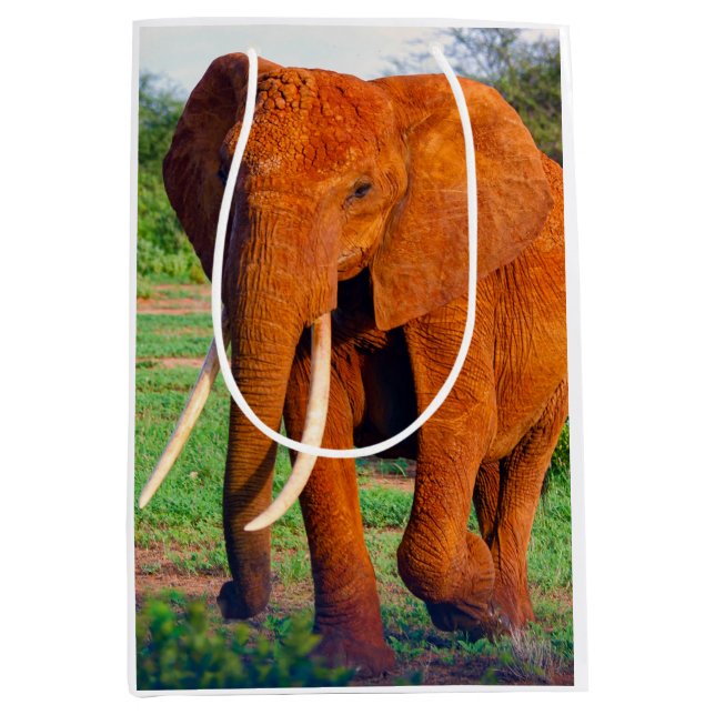 Adult African Elephant Photograph Medium Gift Bag (Front)