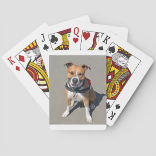 Adult American Staffordshire Terrier Dog Playing Cards