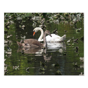 Adult and Juvenile Swans Photo Print