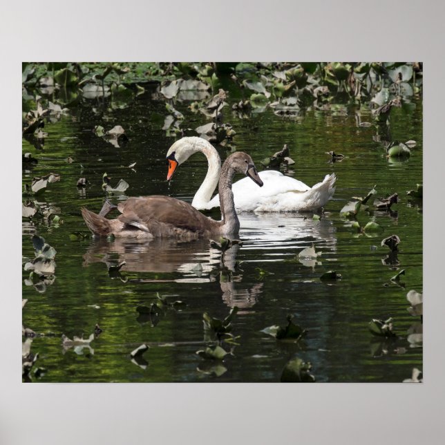 Adult and Juvenile Swans Poster (Front)