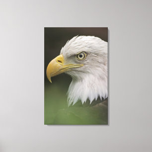 Adult Bald Eagle Portrait, Haliaeetus Canvas Print