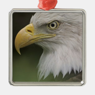 Adult Bald Eagle Portrait, Haliaeetus Metal Ornament