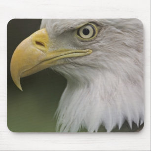Adult Bald Eagle Portrait, Haliaeetus Mouse Pad