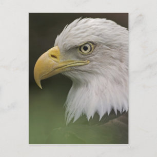 Adult Bald Eagle Portrait, Haliaeetus Postcard