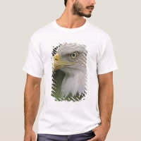 Adult Bald Eagle Portrait, Haliaeetus