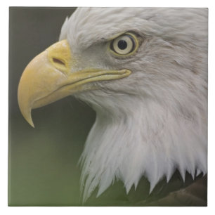 Adult Bald Eagle Portrait, Haliaeetus Tile