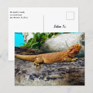 Adult Bearded Dragon Lizard Postcard
