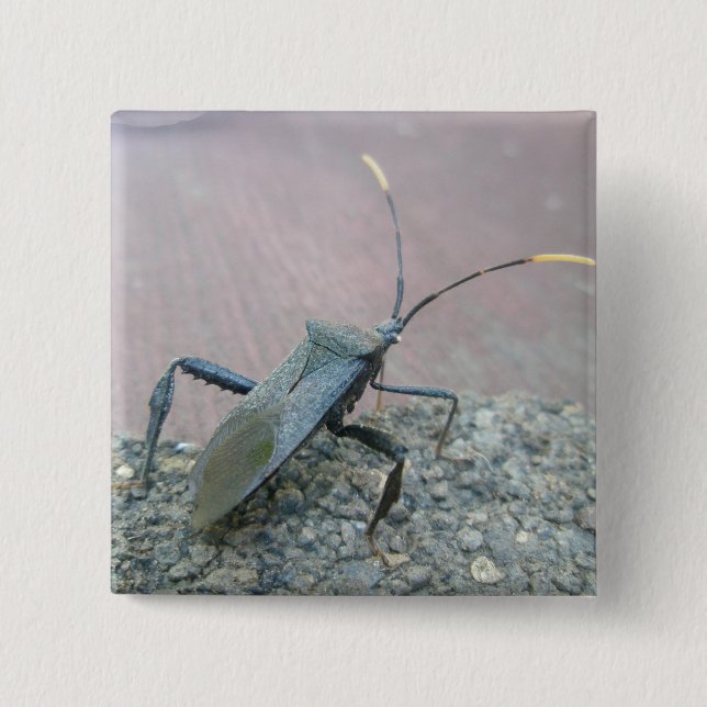 Adult Black Assasin Bug (Reduviid) Items 2 Inch Square Button (Front)