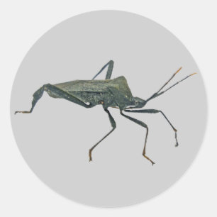 Adult Black Assasin Bug (Reduviid) Items Classic Round Sticker