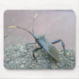 Adult Black Assasin Bug (Reduviid) Items Mouse Pad