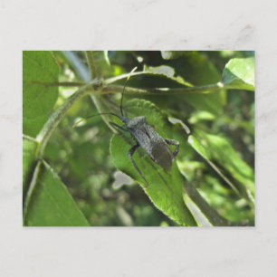 Adult Black Assasin Bug (Reduviid) Items Postcard