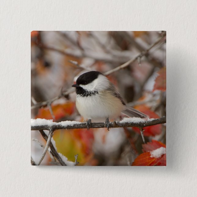 Adult Black-capped Chickadee in Snow 2 Inch Square Button (Front)