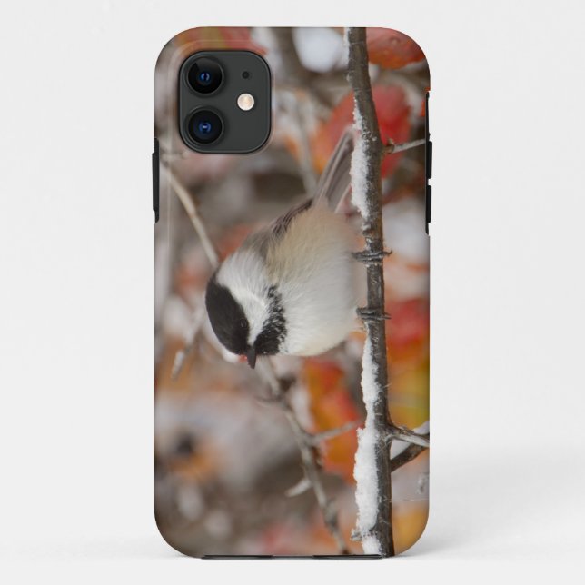 Adult Black-capped Chickadee in Snow Case-Mate iPhone Case (Back)