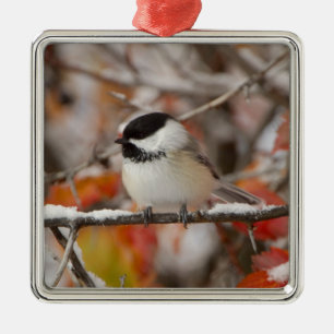 Adult Black-capped Chickadee in Snow Metal Ornament