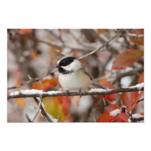 Adult Black-capped Chickadee in Snow Photo Print