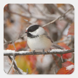 Adult Black-capped Chickadee in Snow Square Sticker