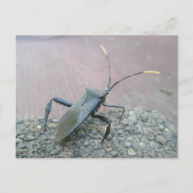 Adult Black Leaf-Footed Bug Items Postcard (Front)