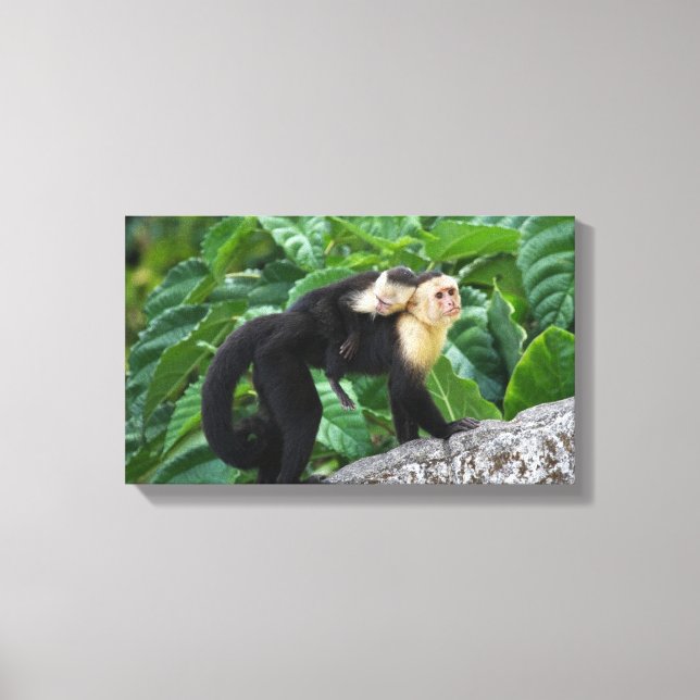 Adult Capuchin Monkey Carrying Baby On Its Back Canvas Print (Front)