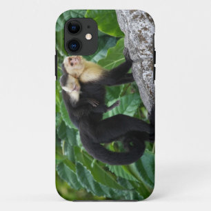 Adult Capuchin Monkey Carrying Baby On Its Back iPhone 11 Case