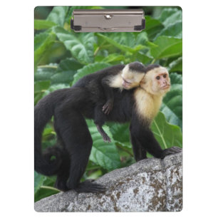 Adult Capuchin Monkey Carrying Baby On Its Back Clipboard