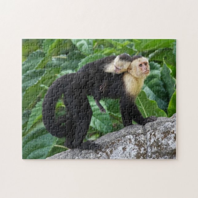 Adult Capuchin Monkey Carrying Baby On Its Back Jigsaw Puzzle (Horizontal)