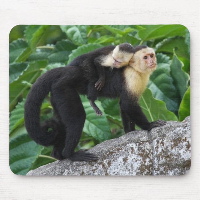 Adult Capuchin Monkey Carrying Baby On Its Back Mouse Pad (Front)