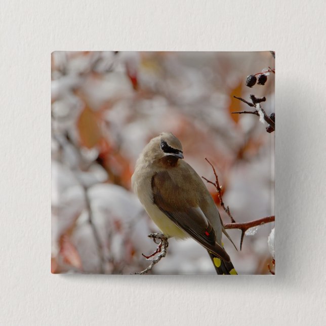 Adult Cedar Waxwing on hawthorn with snow, 2 Inch Square Button (Front)