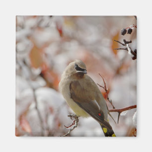 Adult Cedar Waxwing on hawthorn with snow, Magnet