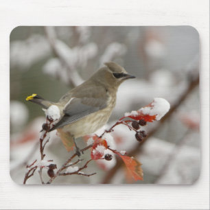 Adult Cedar Waxwing on hawthorn with snow Mouse Pad