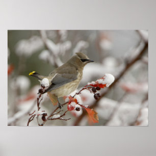 Adult Cedar Waxwing on hawthorn with snow Poster