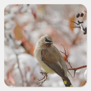 Adult Cedar Waxwing on hawthorn with snow, Square Sticker