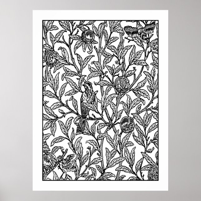 Adult Colouring Poster Morris Bird & Pomegranate (Front)