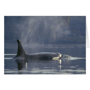 Adult female Orca Whale Orcinus Orca), Puget