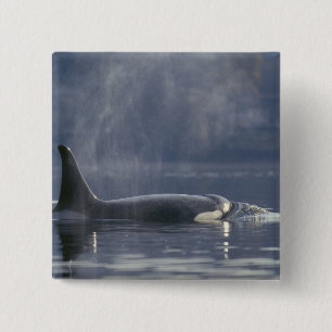 Adult female Orca Whale Orcinus Orca), Puget 2 Inch Square Button