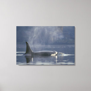 Adult female Orca Whale Orcinus Orca), Puget Canvas Print