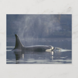 Adult female Orca Whale Orcinus Orca), Puget Postcard
