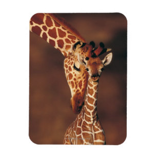 Adult Giraffe with calf (Giraffa camelopardalis) Magnet