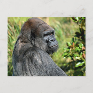 Adult Gorilla Postcard
