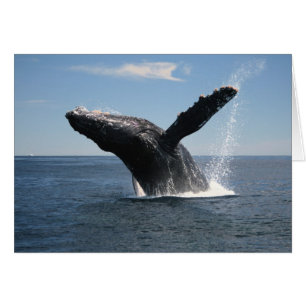 Adult Humpback Whale Breaching