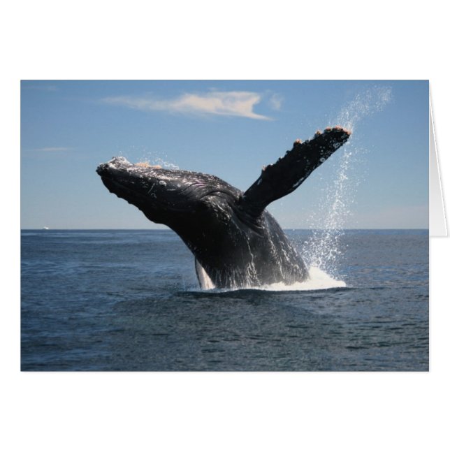 Adult Humpback Whale Breaching (Front Horizontal)